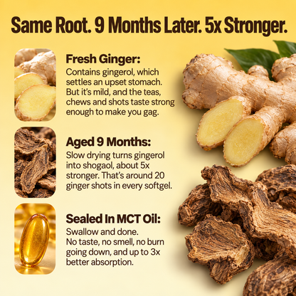 Alvenica Aged Ginger Root Softgels Stomach